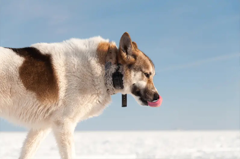 dog with e-collar