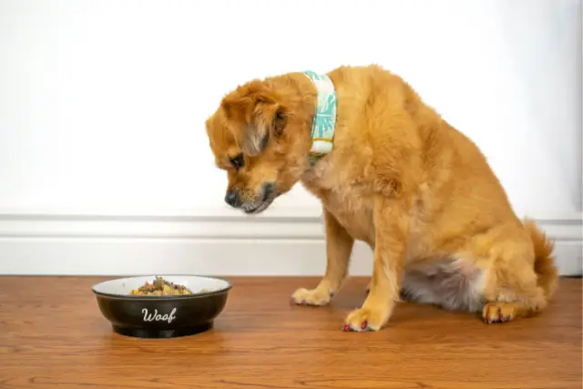 dog with food bowl