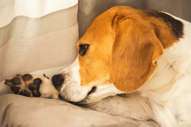 dog with itchy paws