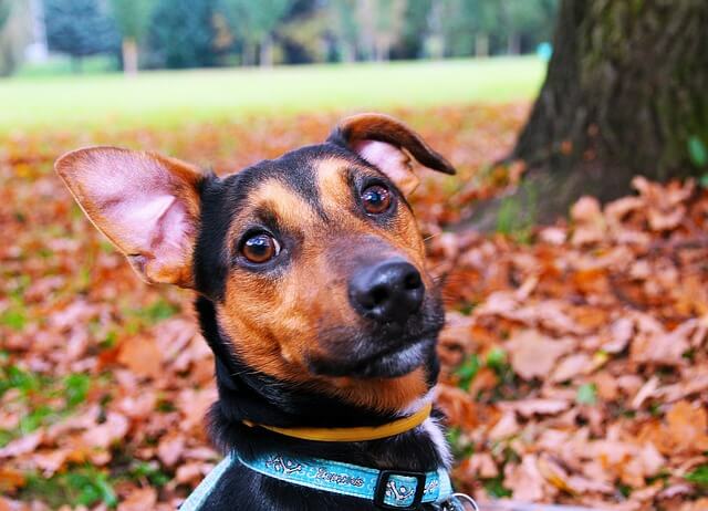 dog with one ear up