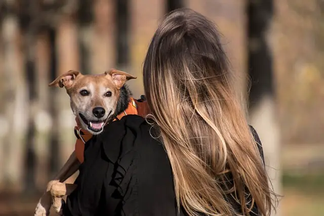 Perro con dueño (