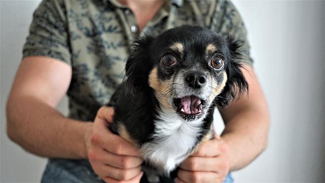 dog with panic attack