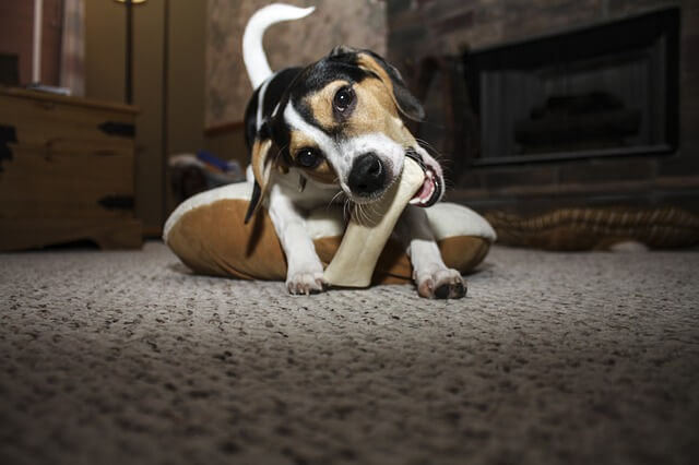 dog with rawhide bone