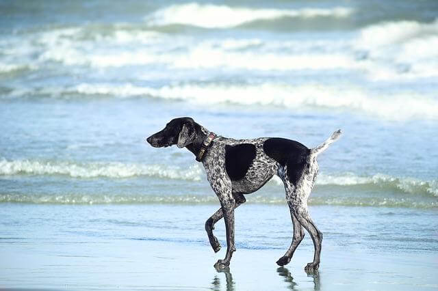 dog with tail