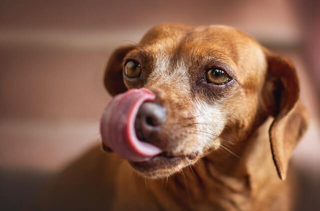 dog with tongue out