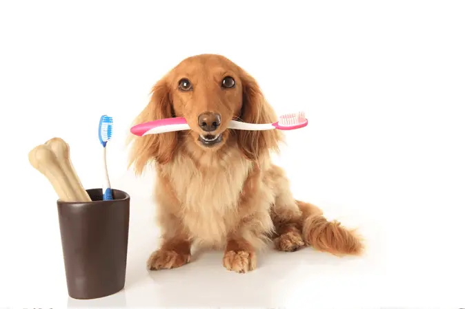 perro con cepillo de dientes