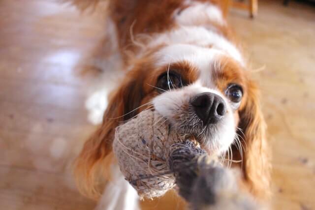 cane con il giocattolo