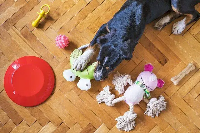 dog with toys