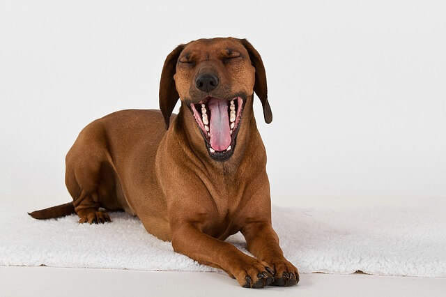 dog yawn