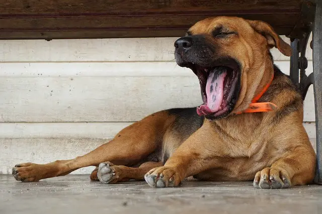 perro bostezando