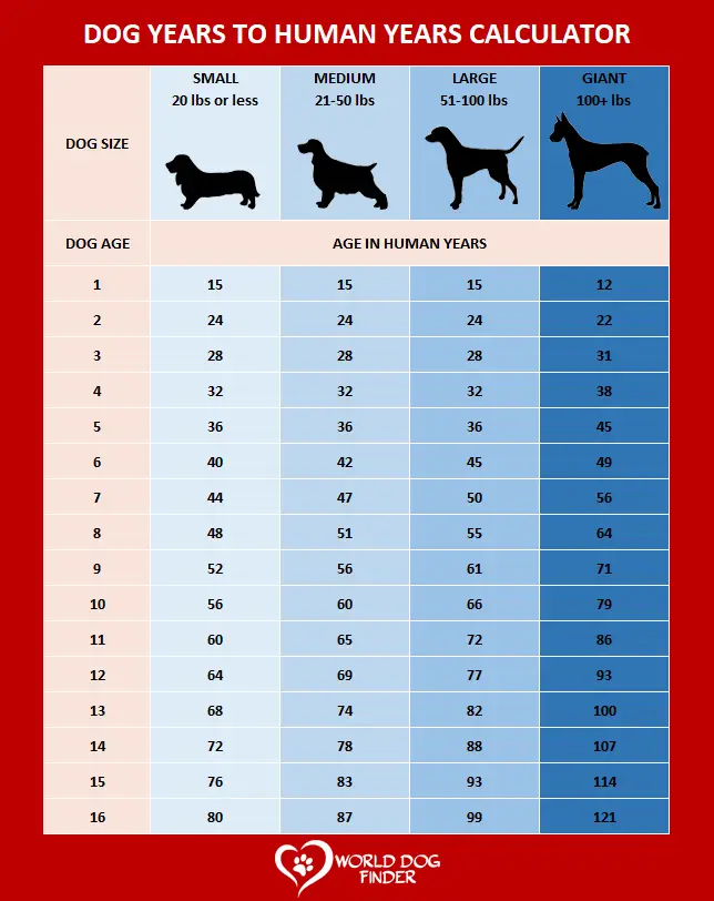 how to figure dog years to human years