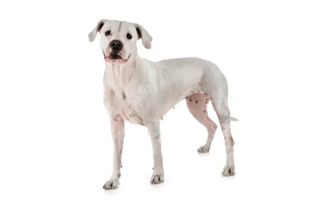 Dogo Argentino