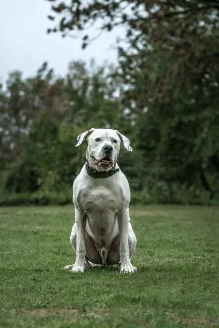 Dogo Argentino