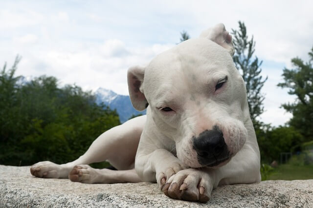 dogo_argentino pas