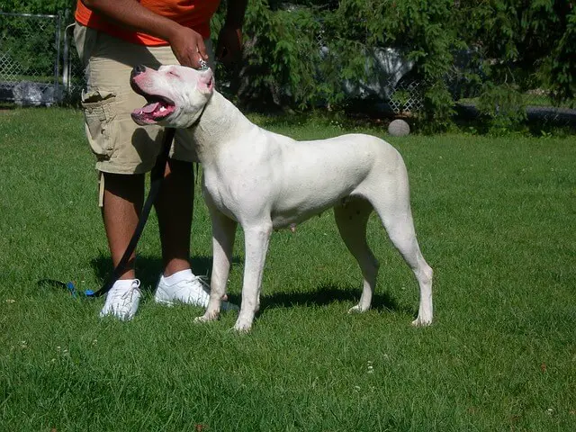 dogo argentino in stance