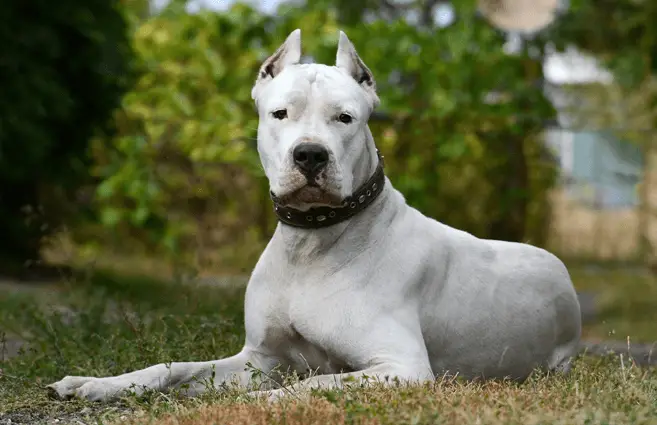 dogo_argentino_laying