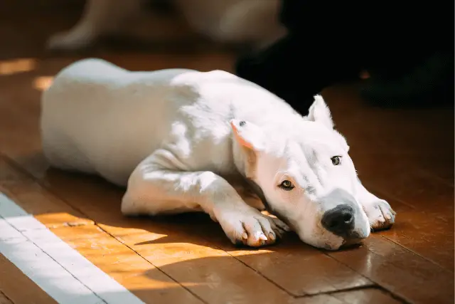Dogo Argentino laying