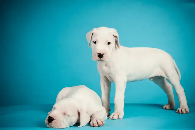 Dogo Argentino puppeis