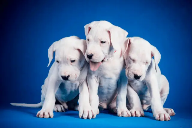 Dogo Argentino puppies