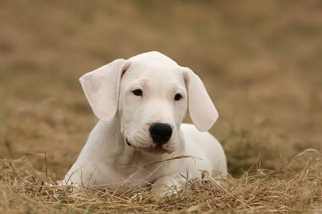 Cachorro dogo argentino