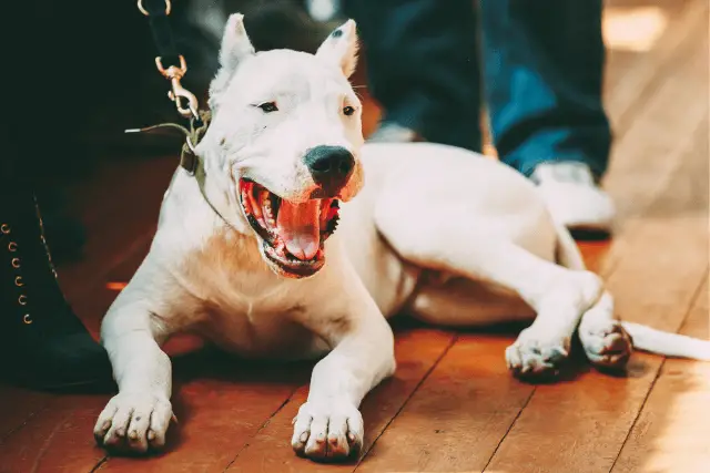 Dogo Argentino