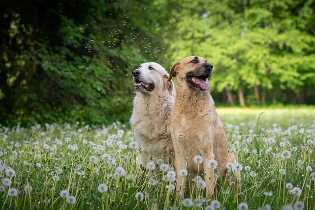 perro y dientes de león