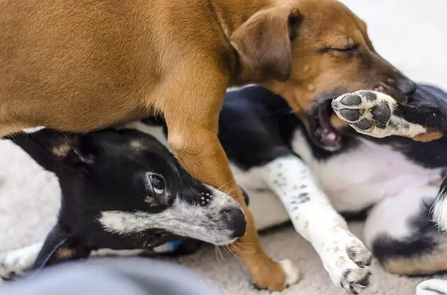 dogs biting each other