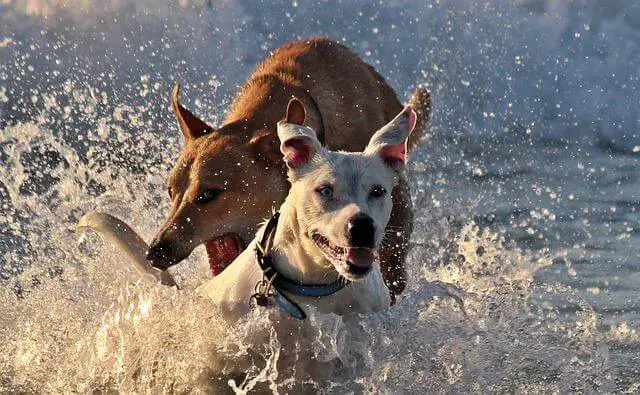 dogs biting in water