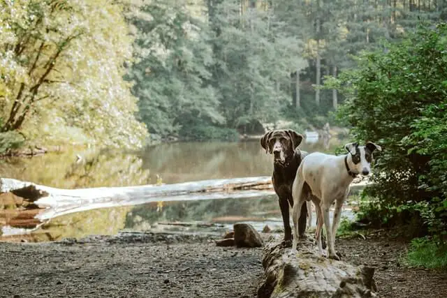 chiens au bord de la rivière
