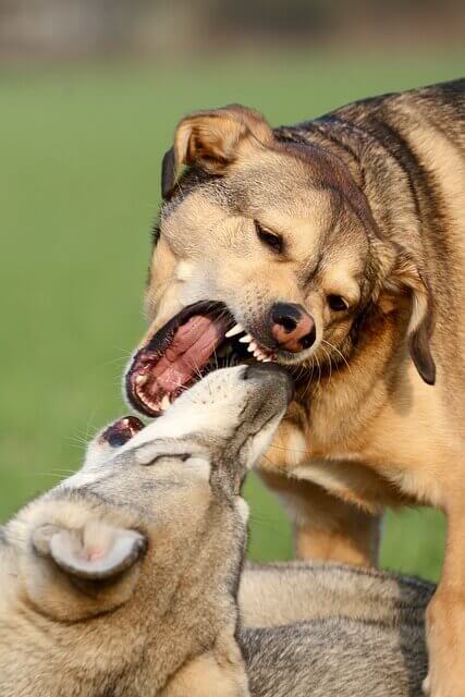 dogs fighting