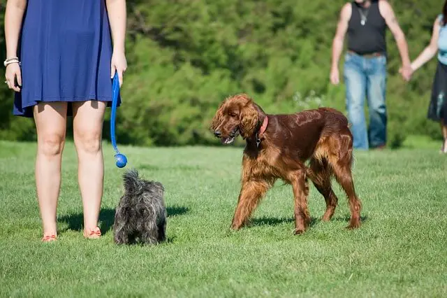 dogs in dog park