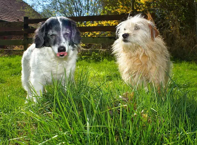 dogs in garden