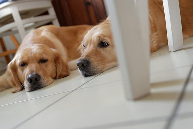 dogs laying