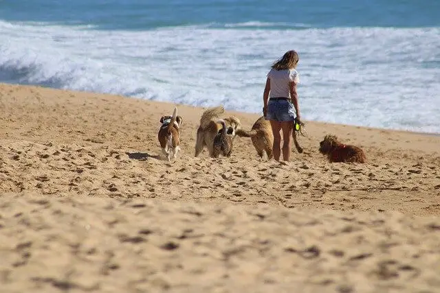 perros en la playa