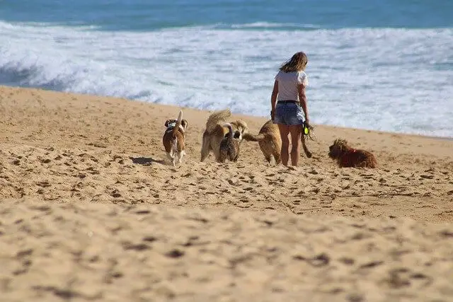 dogs on beach