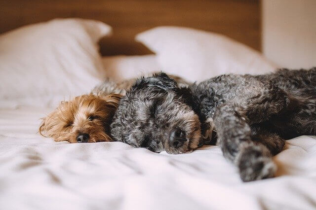 dogs on bed