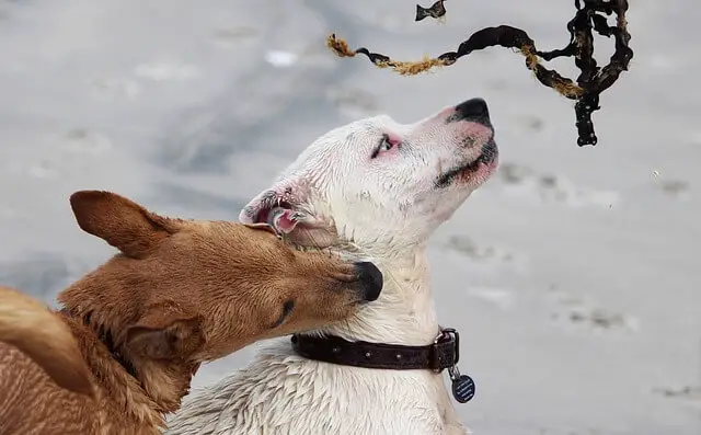 dogs play biting