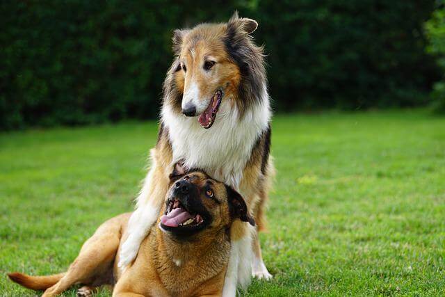 dogs playing