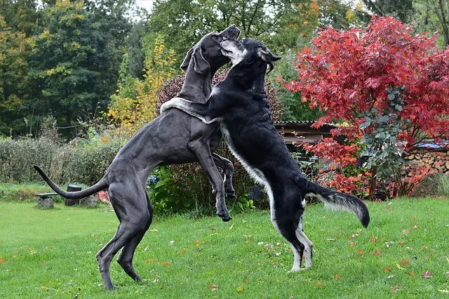 dogs playing