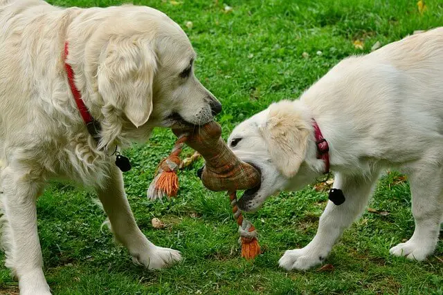 dogs playing with toy