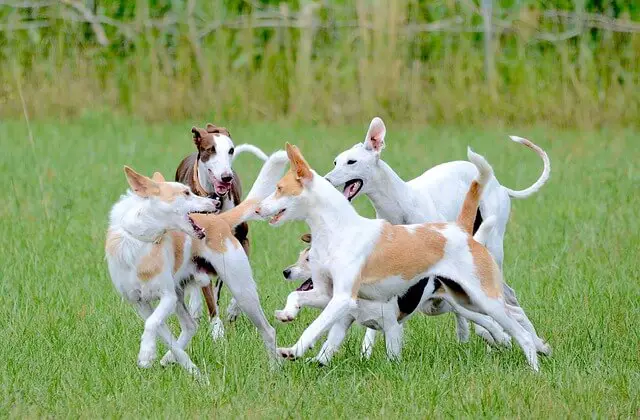 dogs running and playing