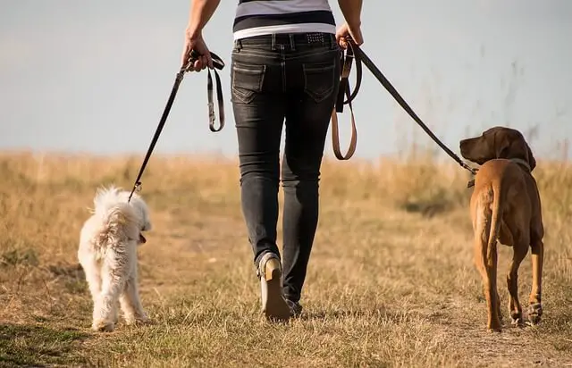 dogs walking