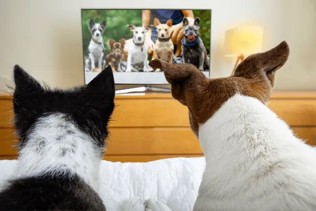 dogs watching tv