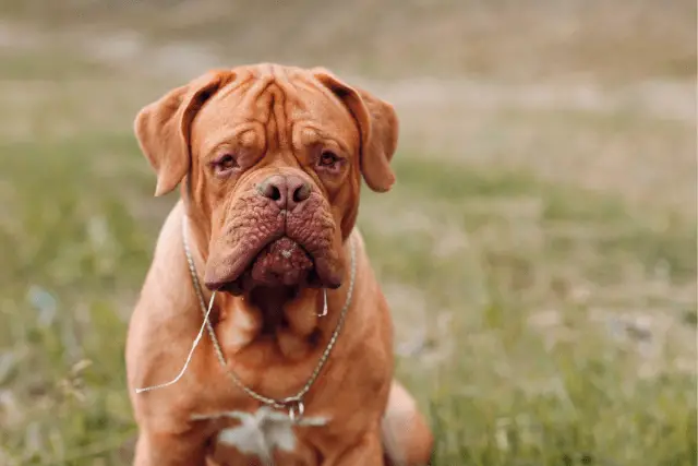 Dogue de Bordeaux