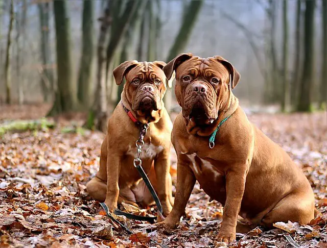 dogue de-bordeaux