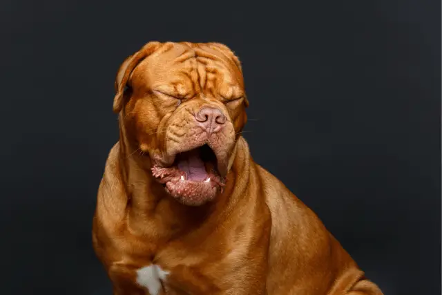 Dogue de Bordeaux