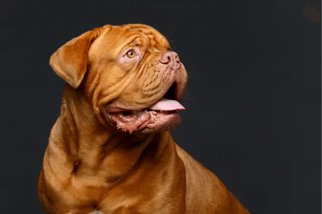 Dogue de Bordeaux