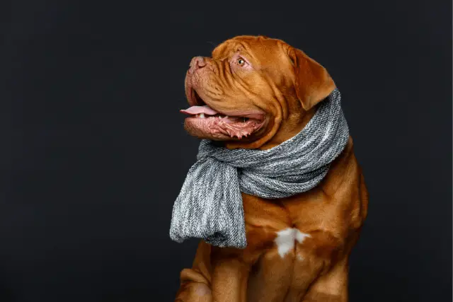 Dogue de Bordeaux