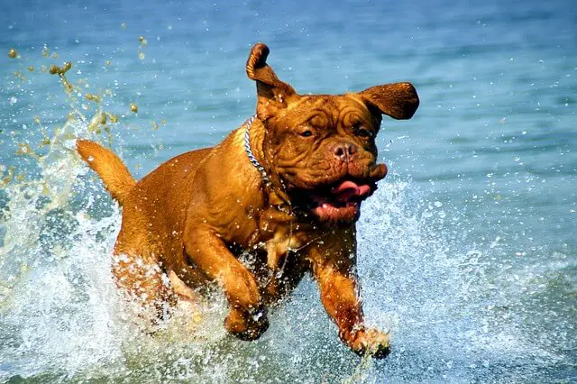 dogue de bordeaux in the sea