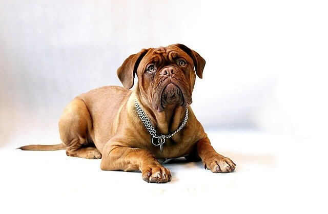 dogue de bordeaux